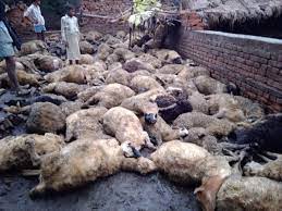 Photo of प्रयागराज:कीड़े की दवा से 41 भेड़ों की मौत 20 की हालत  नाजुक