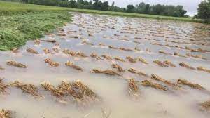 Photo of रुडकी: नारसन में फसलें जलमग्न, किसान परेशान