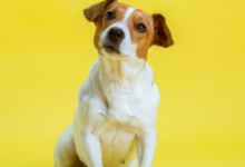 Photo of पालतू कुत्ते से भी आपको हो सकता है रेबीज, एक छोटी सी गलती हो सकती है जानलेवा