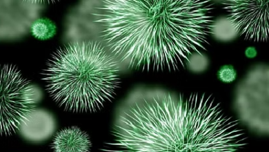 Photo of हरिद्वार:आस्ट्रेलिया व पतंजलि के वैज्ञानिकों के लाभकारी बैक्टीरिया पर किया शोध